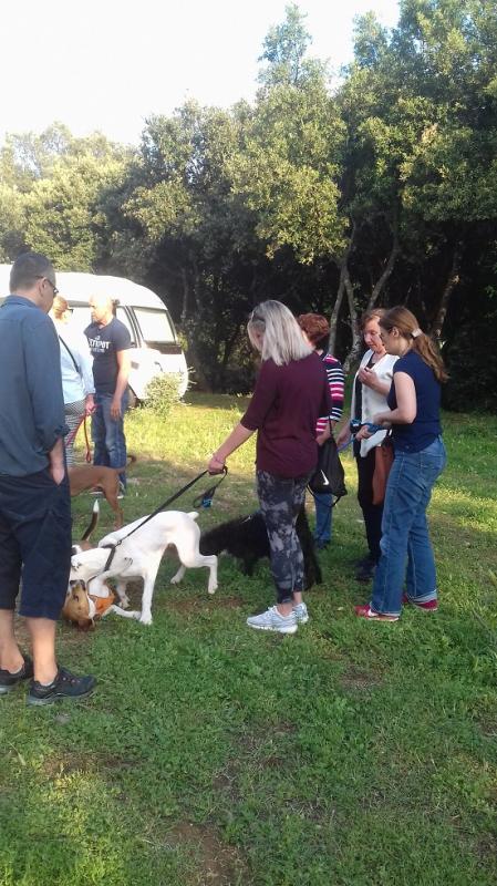 PONOVNI POKUŠAJ ODVOĐENJA PASA IZ DUBROVNIKA u Split! (FOTO)